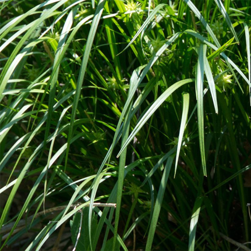 Piikkinuijasara - Carex grayi (Lehvistö)