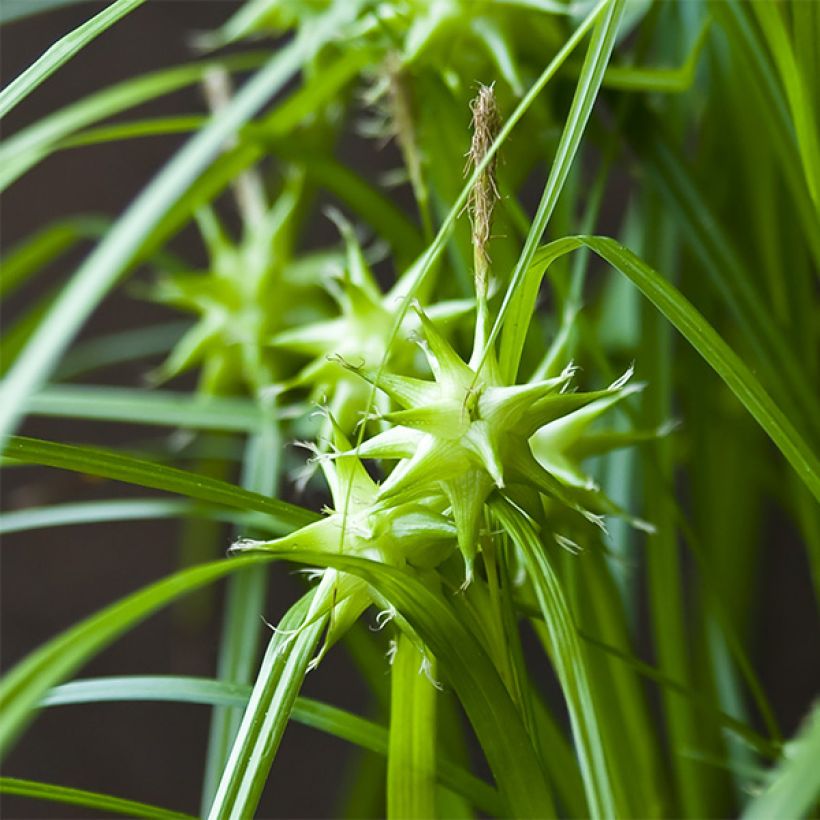 Piikkinuijasara - Carex grayi (Kukinta)