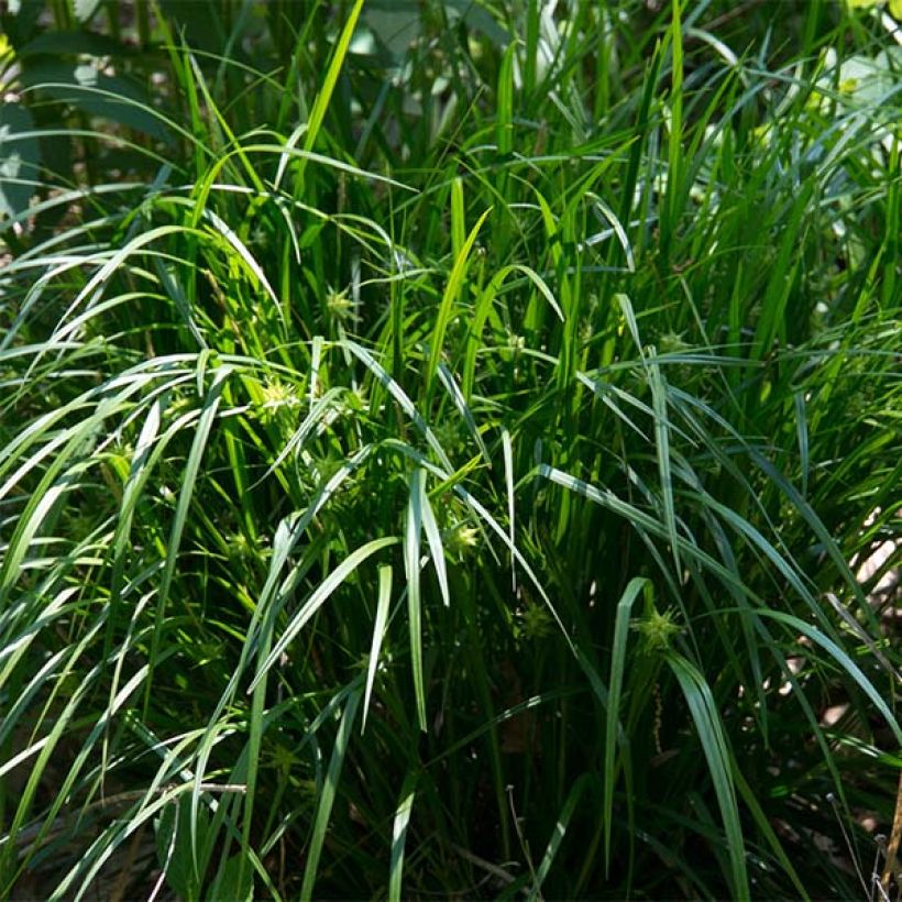 Piikkinuijasara - Carex grayi (Kasvutapa)
