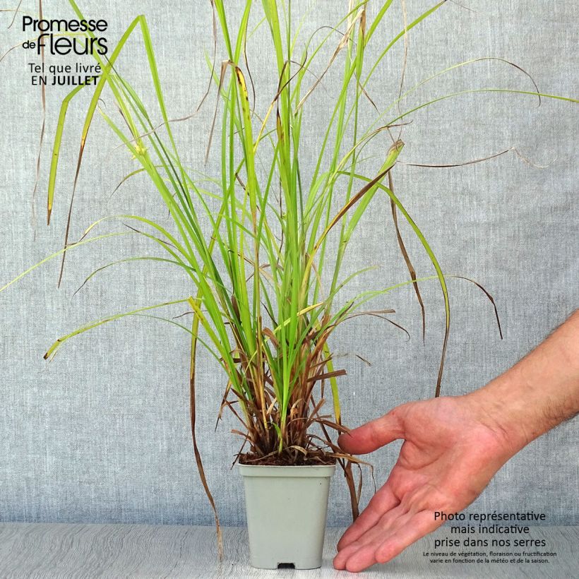 Esimerkki kesällä toimitetusta Piikkinuijasara - Carex grayi Godet de 8/9 cm-taimesta