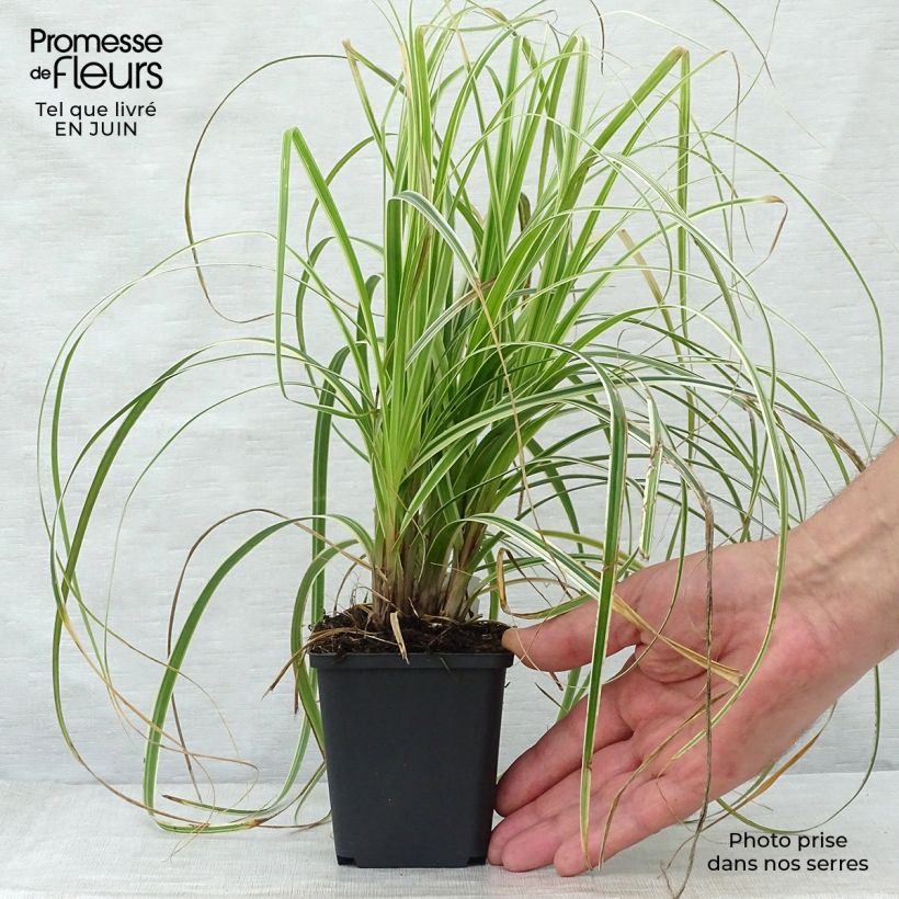 Esimerkki kesällä toimitetusta Oshimasara Feather Falls Taimiruukku 8/9 cm-taimesta