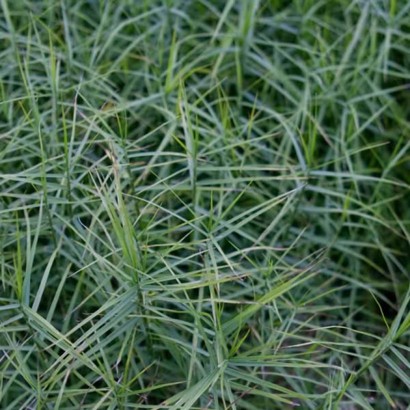 Palmusara Little Midge (Lehvistö)