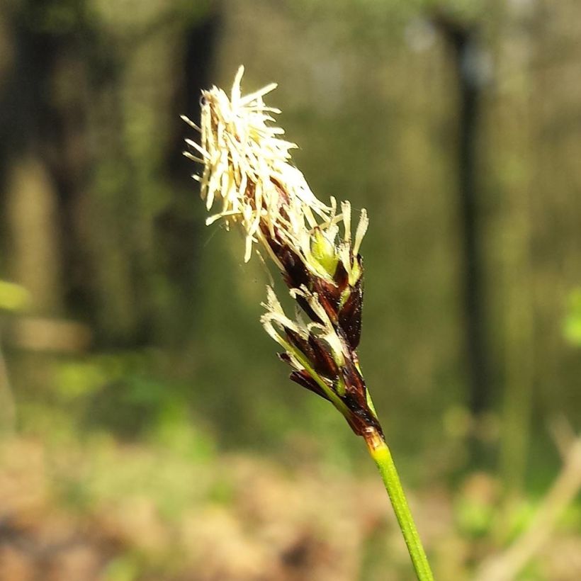 Sara - Carex montana (Kukinta)