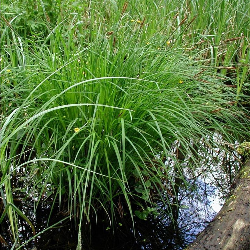 Sara - Carex montana (Kasvutapa)