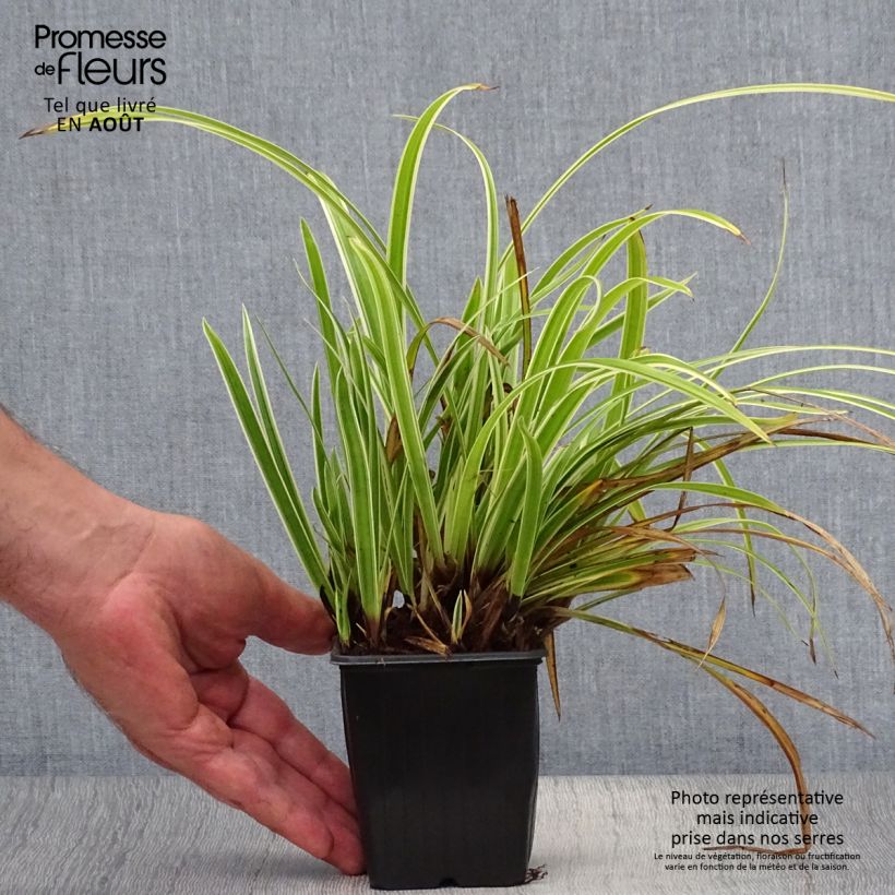 Esimerkki kesällä toimitetusta Sara Aureovariegata Taimiruukku 8/9 cm-taimesta