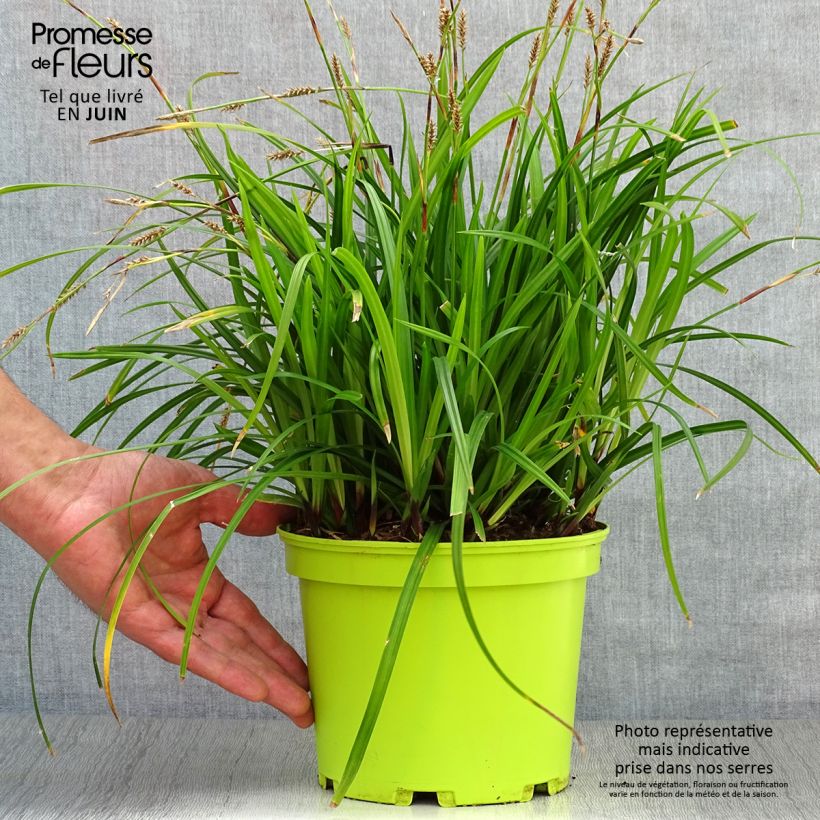 Esimerkki kesällä toimitetusta Sara Irish Green Ruukku 2L / 3L-taimesta