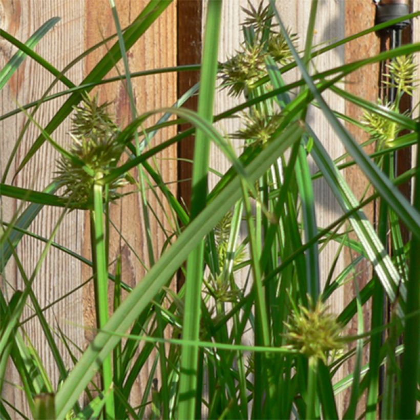 Palmusara - Carex muskingumensis (Kukinta)