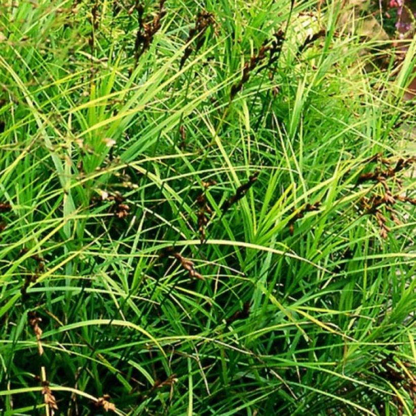 Palmusara - Carex muskingumensis (Kasvutapa)
