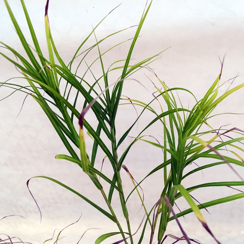 Palmusara - Carex muskingumensis (Lehvistö)