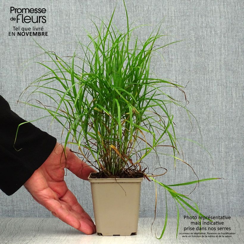 Esimerkki syksyllä toimitetusta Palmusara - Carex muskingumensis 8/9 cm taimiruukku-taimesta