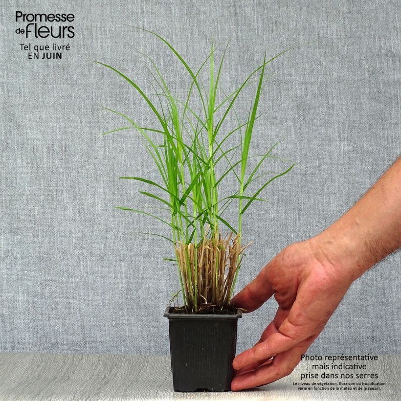 Esimerkki kesällä toimitetusta Palmusara - Carex muskingumensis Godet de 8/9 cm-taimesta