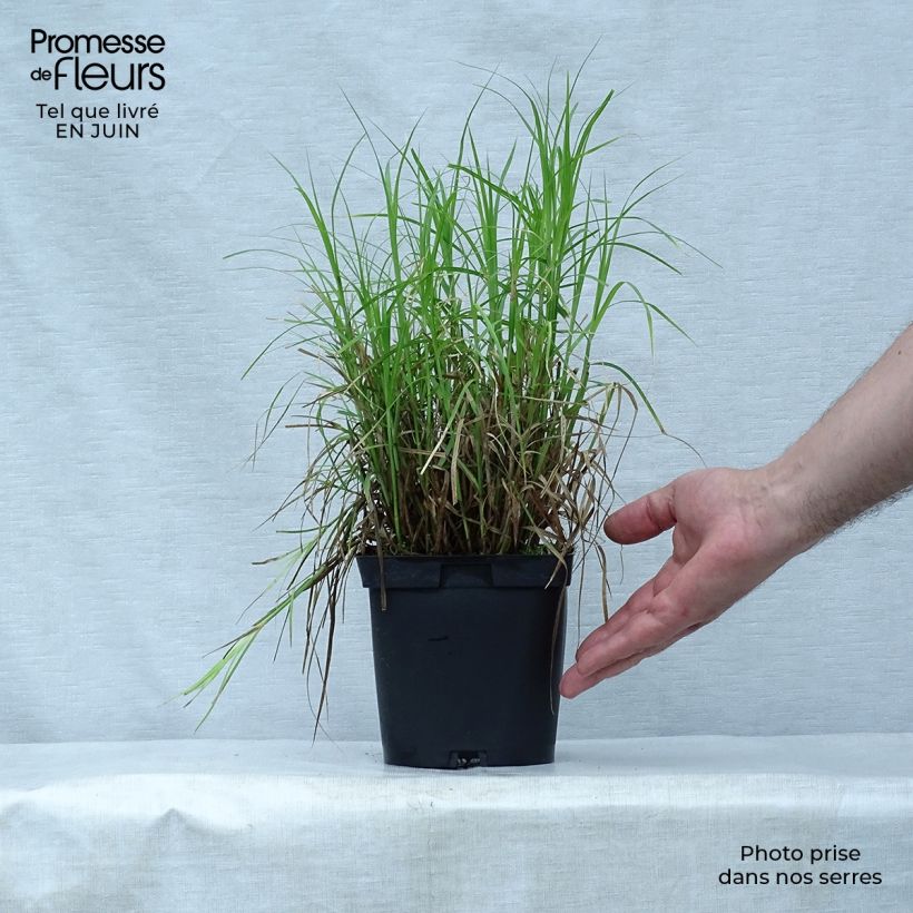 Esimerkki kesällä toimitetusta Palmusara - Carex muskingumensis Pot de 2L/3L-taimesta