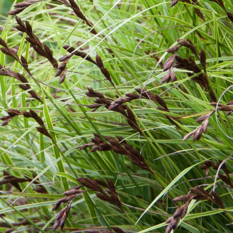 Palmusara Oehme (Kukinta)