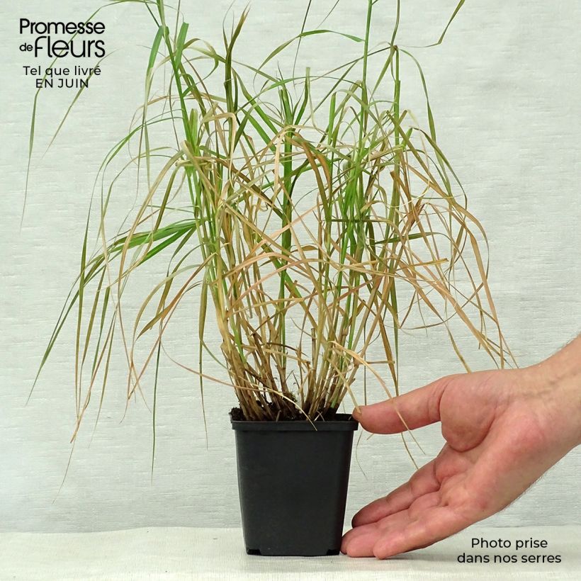 Esimerkki kesällä toimitetusta Palmusara Silberstreif Godet de 8/9 cm-taimesta