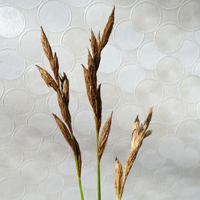 Palmusara Silberstreif (Kukinta)