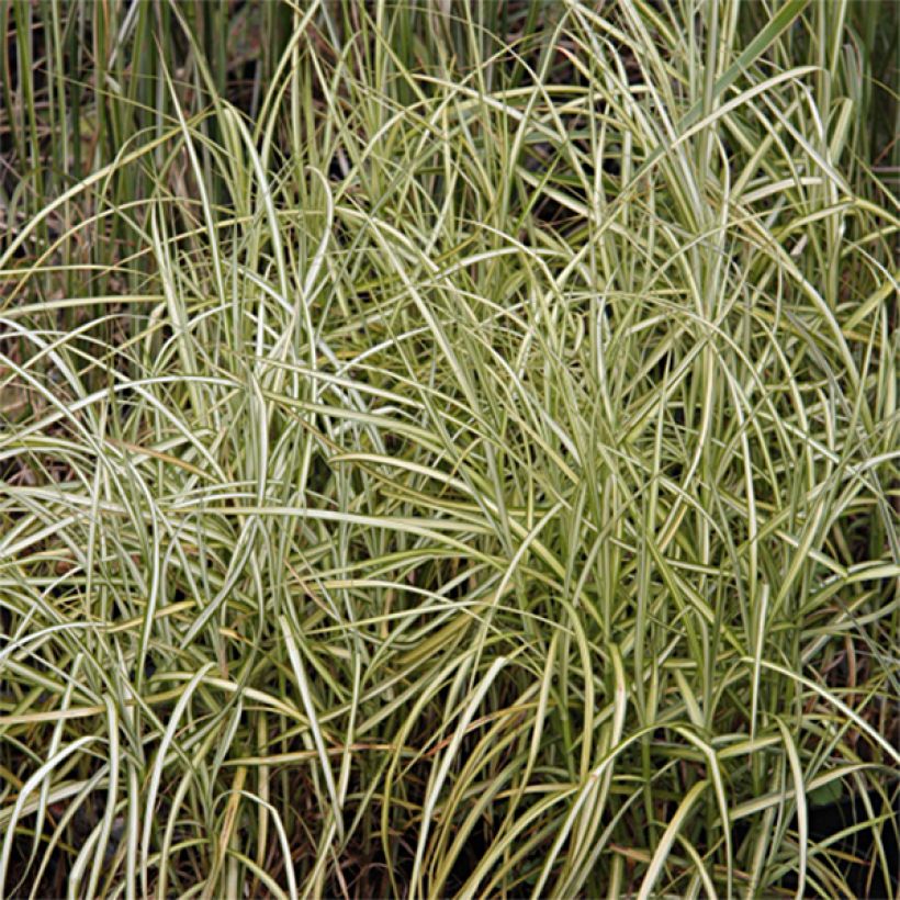 Palmusara Silberstreif (Lehvistö)