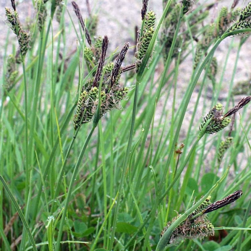 Jokapaikansara - Carex nigra (Lehvistö)