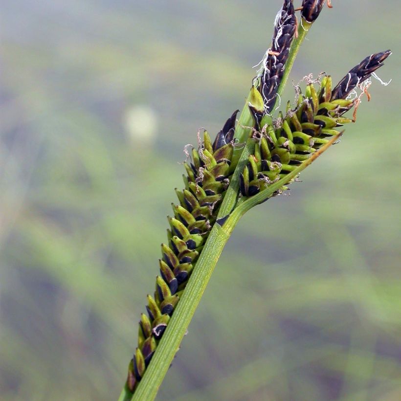 Jokapaikansara - Carex nigra (Kukinta)