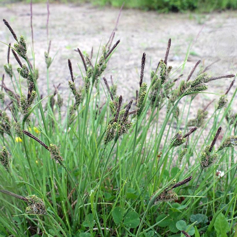 Jokapaikansara - Carex nigra (Kasvutapa)