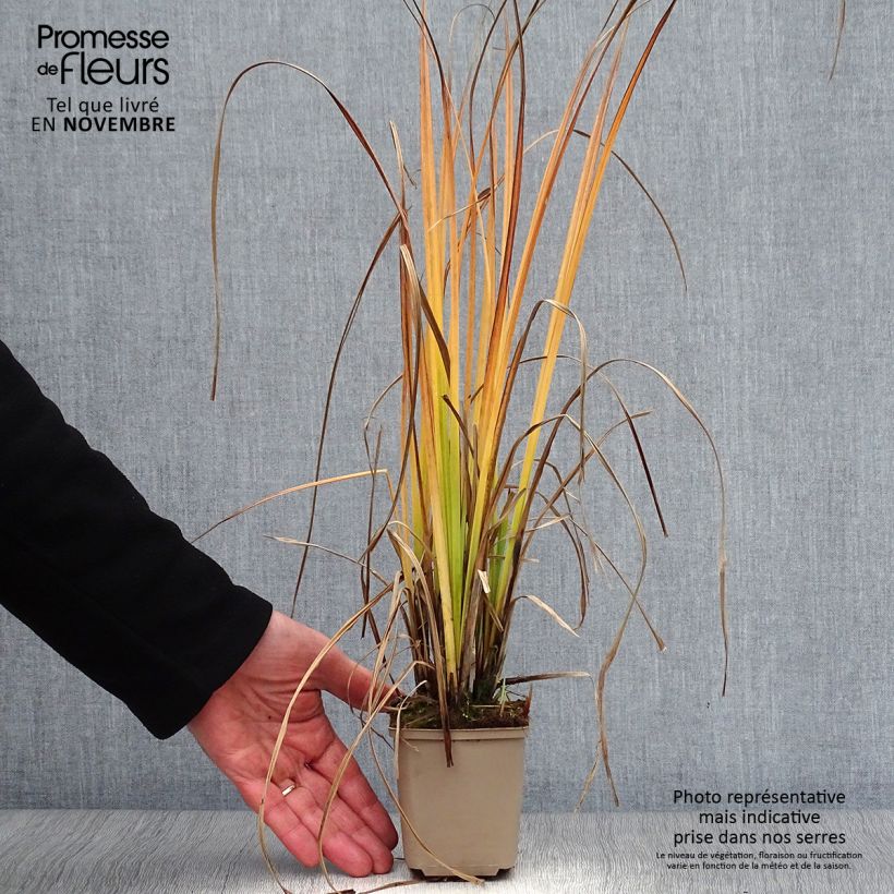 Esimerkki syksyllä toimitetusta Jokapaikansara - Carex nigra 8/9 cm taimiruukku-taimesta