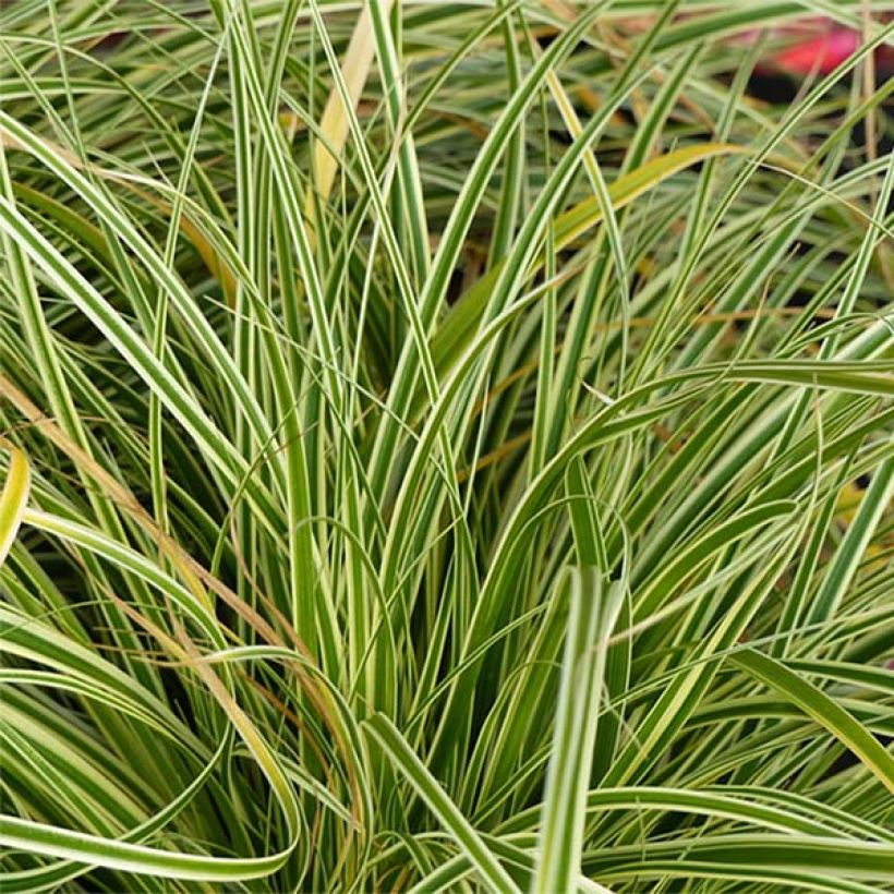 Oshimasara Evercream (Lehvistö)
