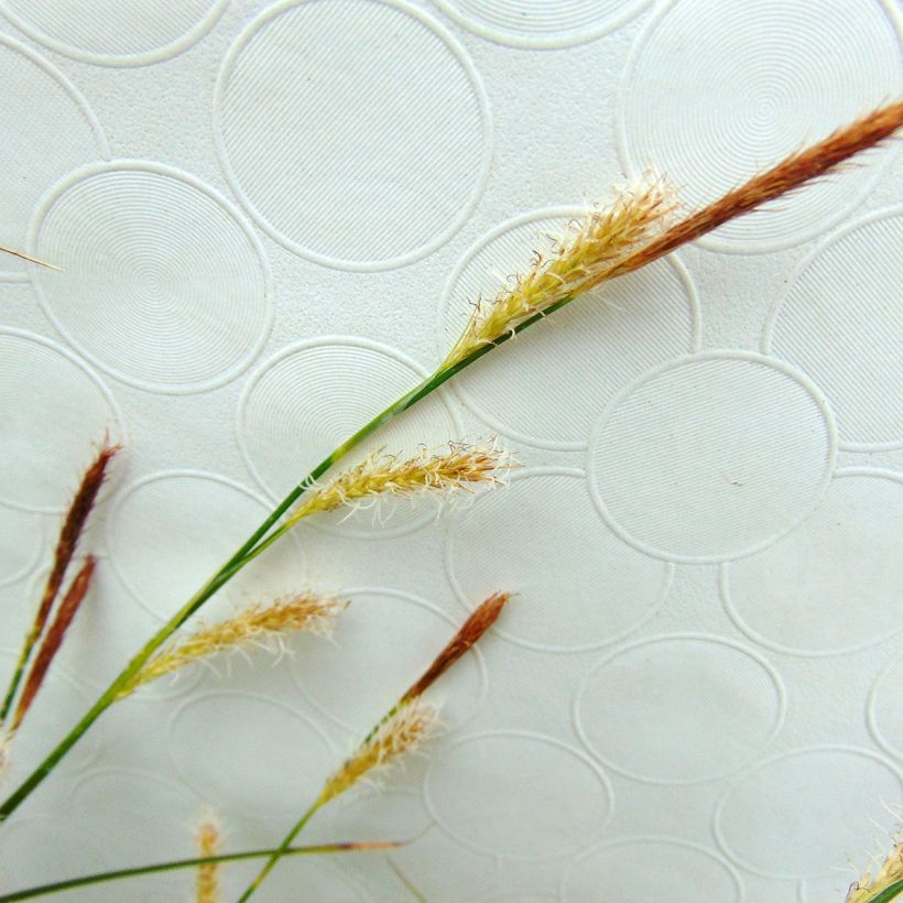 Oshimasara Evercream (Kukinta)