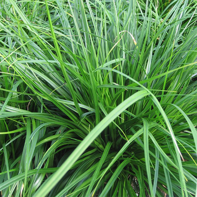 Oshimasara Evergreen (Lehvistö)