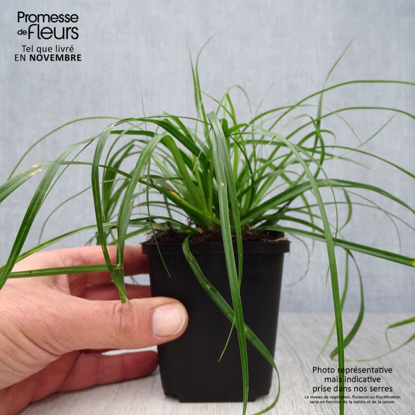 Esimerkki syksyllä toimitetusta Oshimasara Evergreen 8/9 cm taimiruukku-taimesta