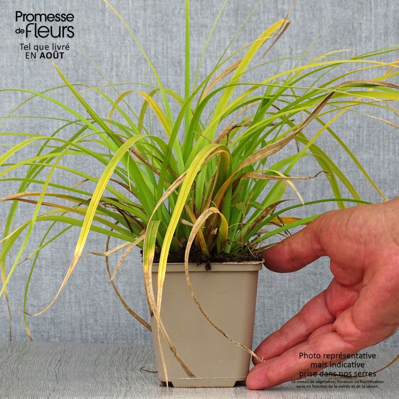 Esimerkki kesällä toimitetusta Oshimasara Evergreen Taimiruukku 8/9 cm-taimesta