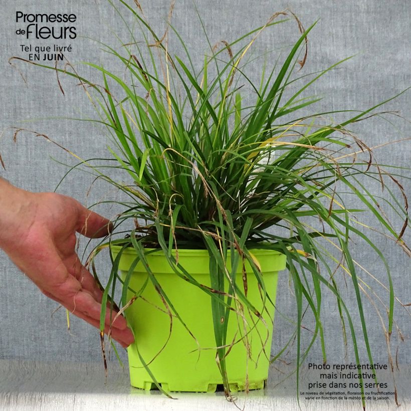 Esimerkki kesällä toimitetusta Oshimasara Evergreen Ruukku 2L / 3L-taimesta