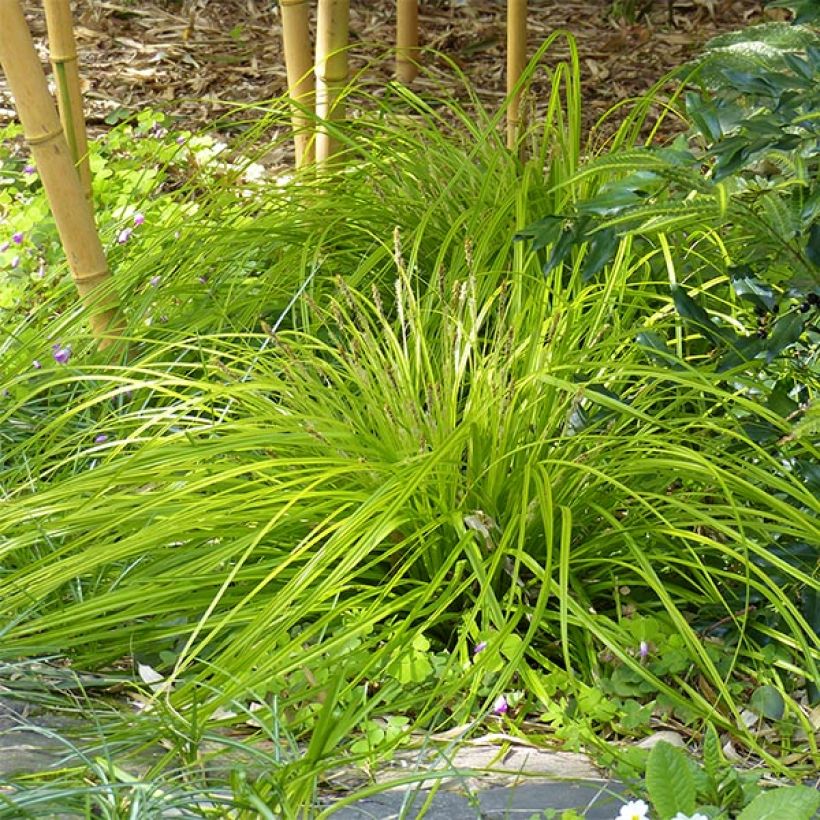 Oshimasara Everillo (Kasvutapa)