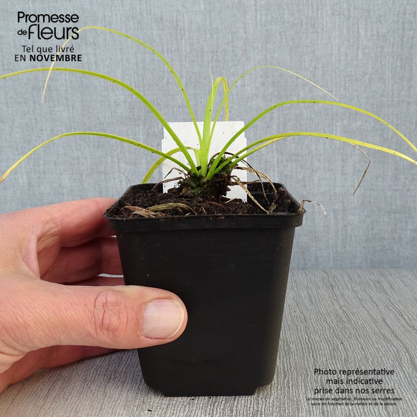 Esimerkki syksyllä toimitetusta Oshimasara Everillo 8/9 cm taimiruukku-taimesta