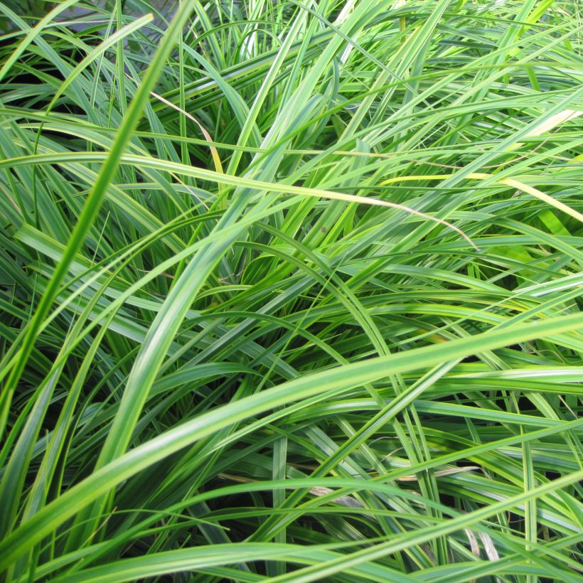 Oshimasara EverColor Everlime (Lehvistö)