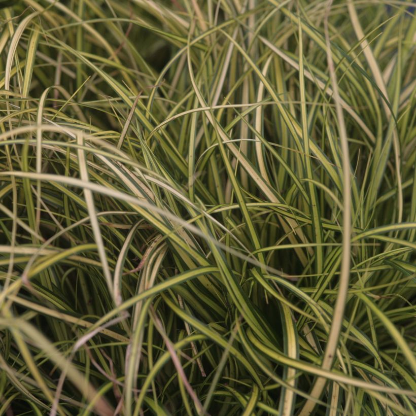 Oshimasara EverColor Eversheen (Lehvistö)