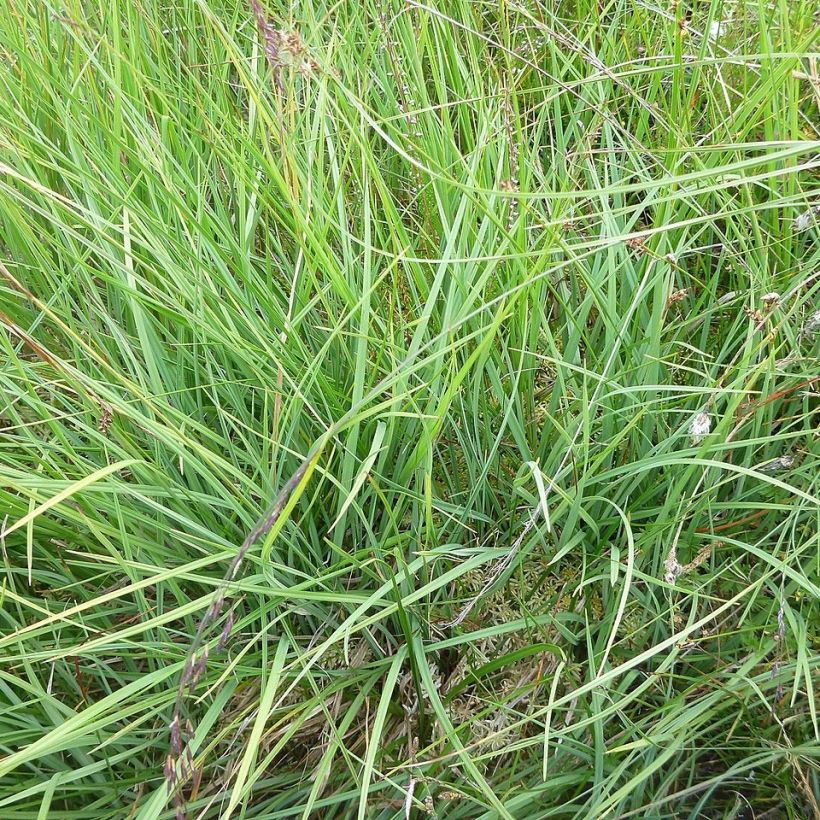 Hirssisara - Carex panicea (Lehvistö)