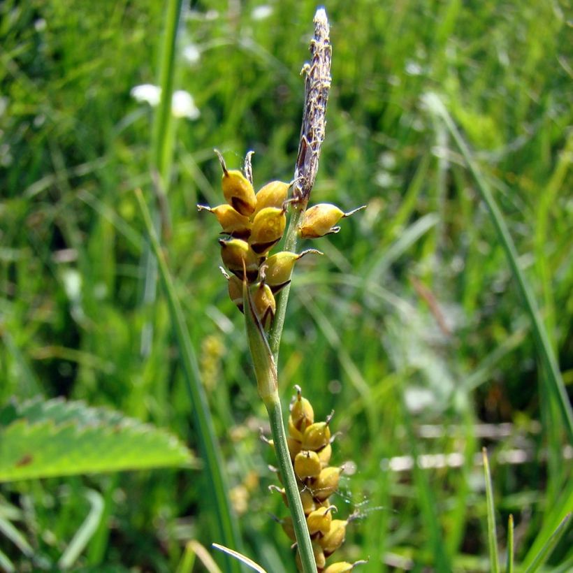 Hirssisara - Carex panicea (Kukinta)