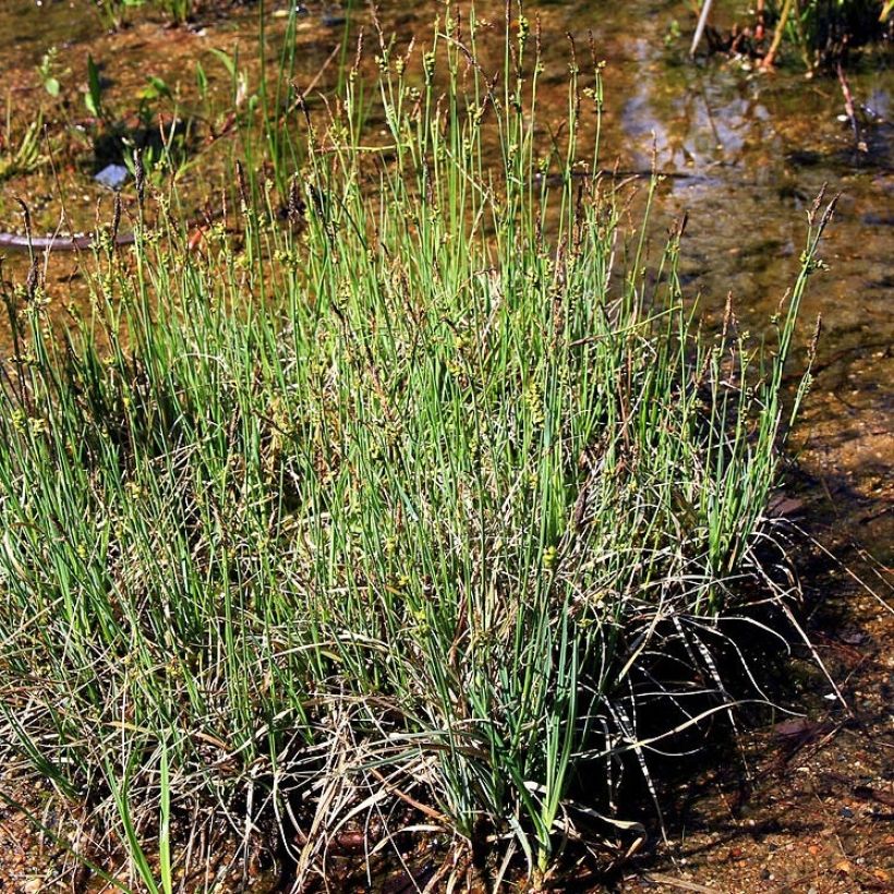 Hirssisara - Carex panicea (Kasvutapa)