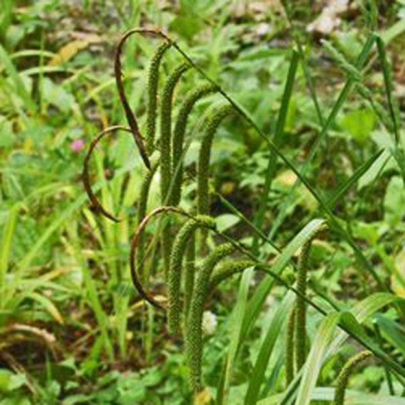 Nuokkusara - Carex pendula (Kukinta)