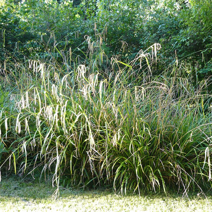 Nuokkusara - Carex pendula (Kasvutapa)