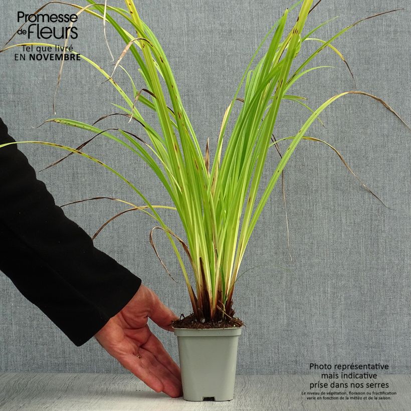 Esimerkki syksyllä toimitetusta Nuokkusara - Carex pendula 8/9 cm taimiruukku-taimesta