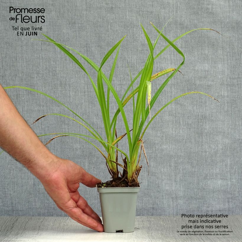 Esimerkki kesällä toimitetusta Nuokkusara - Carex pendula Godet de 8/9 cm-taimesta