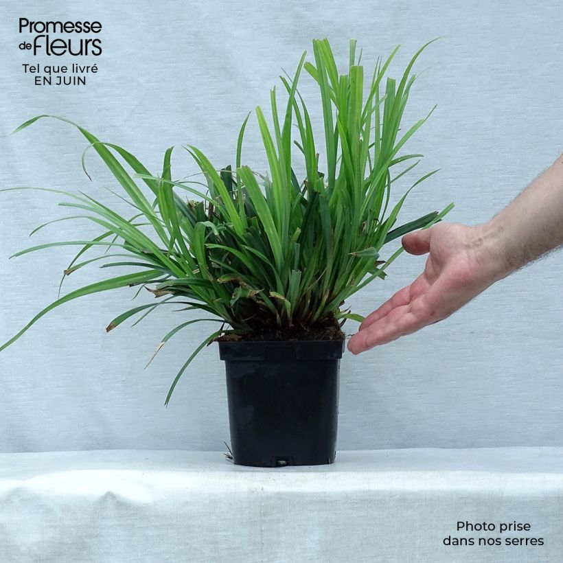 Esimerkki kesällä toimitetusta Nuokkusara - Carex pendula Pot de 2L/3L-taimesta