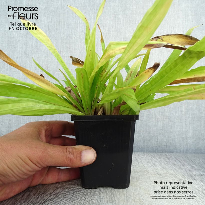 Esimerkki syksyllä toimitetusta Varjosara - Carex plantaginea 8/9 cm taimiruukku-taimesta