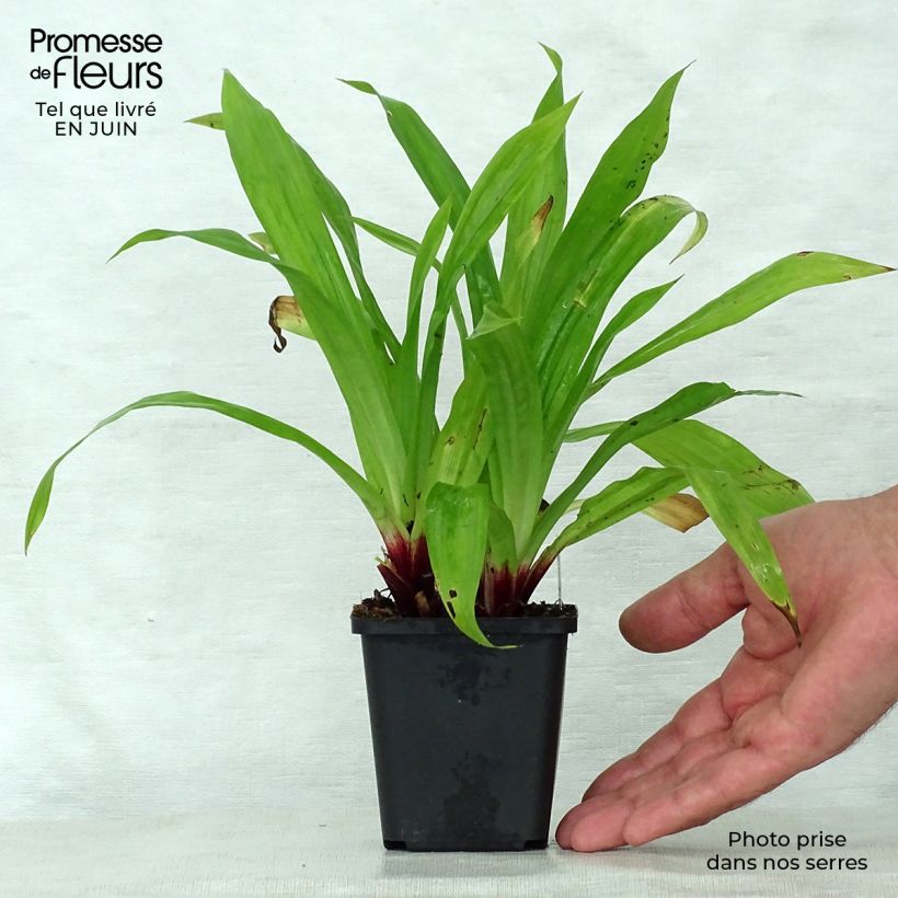 Esimerkki kesällä toimitetusta Varjosara - Carex plantaginea Taimiruukku 8/9 cm-taimesta