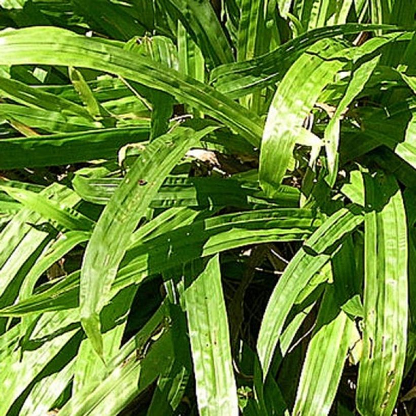 Varjosara - Carex plantaginea (Lehvistö)