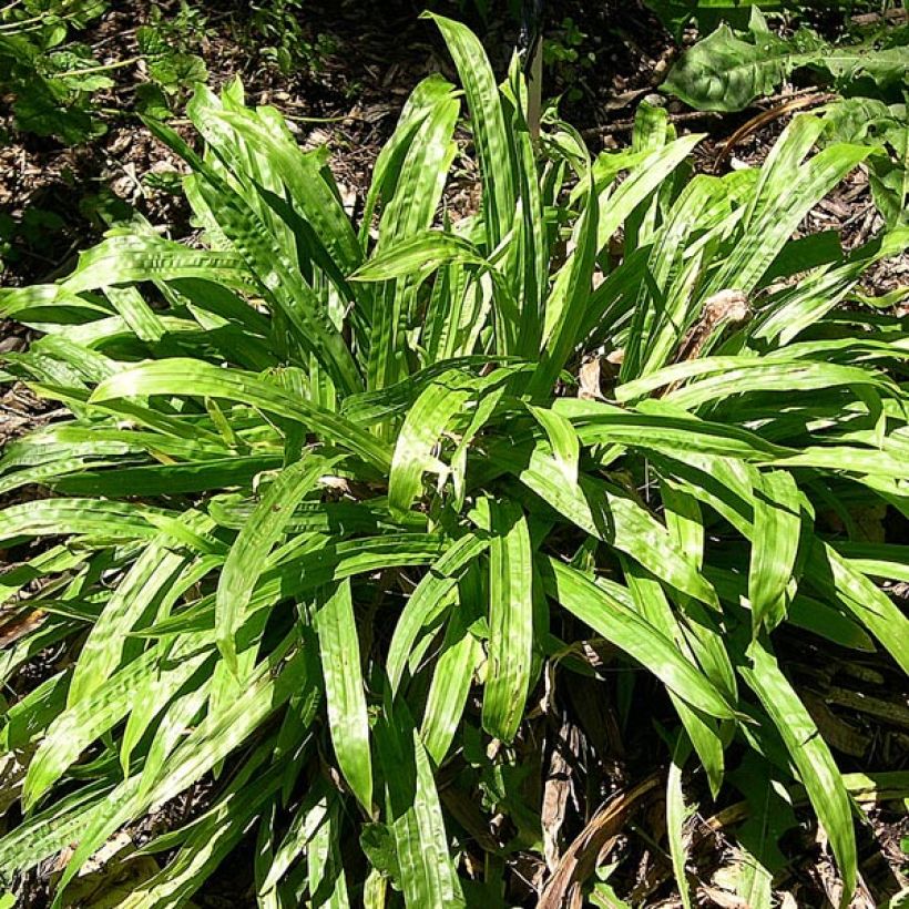 Varjosara - Carex plantaginea (Kasvutapa)