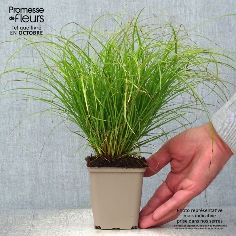 Esimerkki syksyllä toimitetusta Hajasara - Carex remota 8/9 cm taimiruukku-taimesta