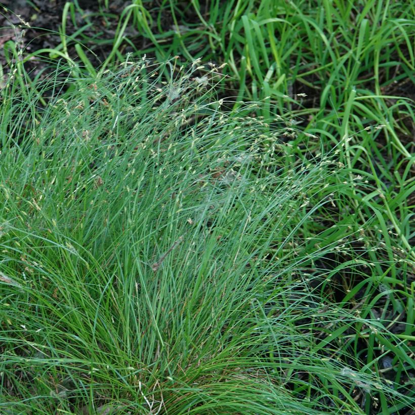 Hajasara - Carex remota (Kasvutapa)