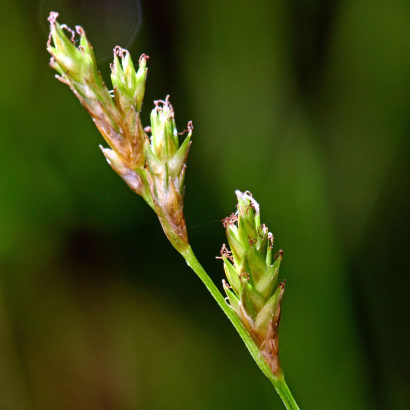 Hajasara - Carex remota (Kukinta)
