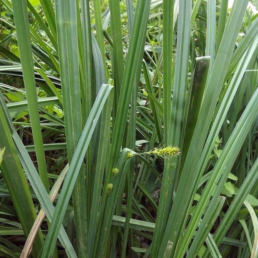 Vankkasara - Carex riparia (Lehvistö)